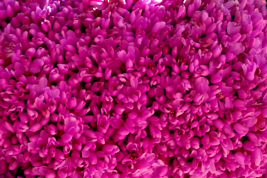 Blossom